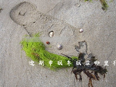 逾期申报年报在哪里补 逾期申报年报在哪里补