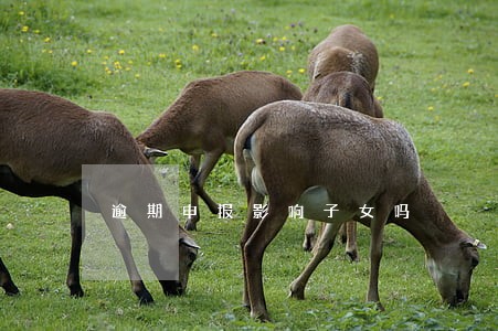 逾期申报影响子女吗 逾期申报影响子女吗