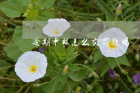 逾期申报怎么交罚款吗 逾期申报怎么交罚款吗