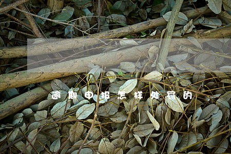 逾期申报怎样处罚的 逾期申报怎样处罚的