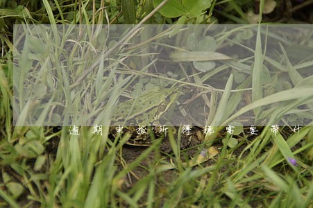 逾期申报所得税需要带什么资料