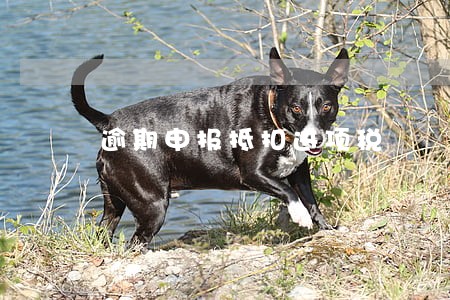 逾期申报抵扣进项税 逾期申报抵扣进项税