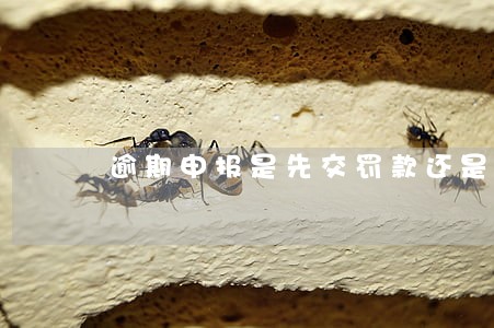 逾期申报是先交罚款还是先补申报