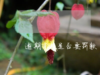 逾期申报是否要罚款 逾期申报是否要罚款