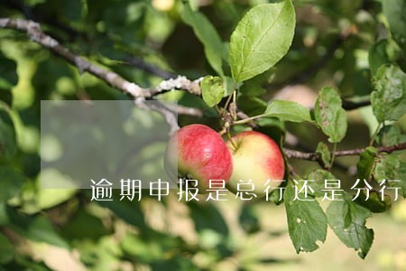 逾期申报是总行还是分行 逾期申报是总行还是分行