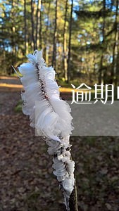 逾期申报最低罚款 逾期申报最低罚款