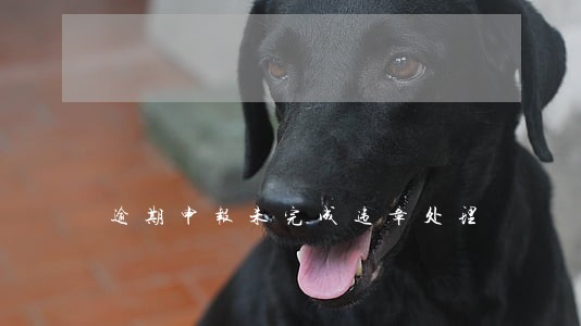 逾期申报未完成违章处理 逾期申报未完成违章处理