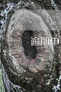 逾期申报次数按申报期一年内 逾期申报次数按申报期一年内