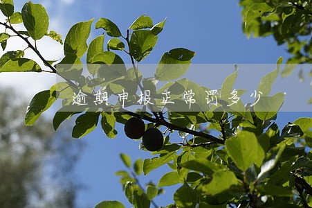 逾期申报正常罚多少 逾期申报正常罚多少