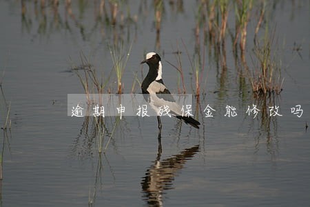 逾期申报残保金能修改吗 逾期申报残保金能修改吗