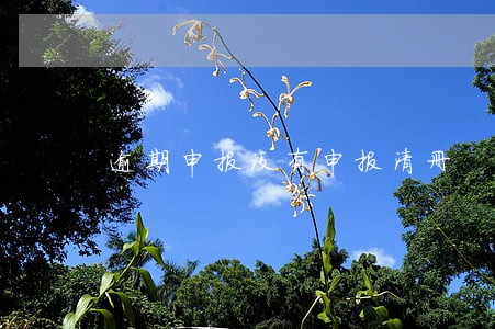 逾期申报没有申报清册 逾期申报没有申报清册