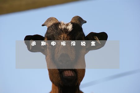 逾期申报没税金