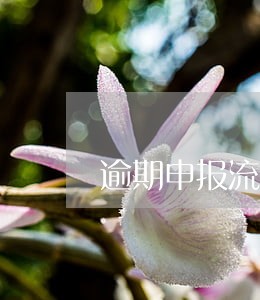 逾期申报流程 逾期申报流程