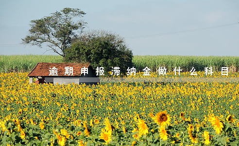 逾期申报滞纳金做什么科目 逾期申报滞纳金做什么科目