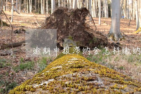 逾期申报滞纳金怎样缴纳 逾期申报滞纳金怎样缴纳