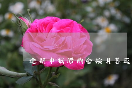 逾期申报滞纳金按月算还是按天算 逾期申报滞纳金按月算还是按天算