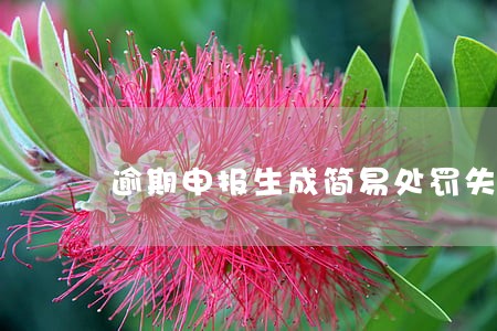 逾期申报生成简易处罚失败 逾期申报生成简易处罚失败