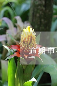 逾期申报用不用罚款 逾期申报用不用罚款