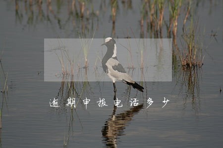 逾期申报电话多少