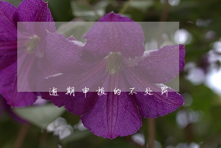 逾期申报的不处罚 逾期申报的不处罚