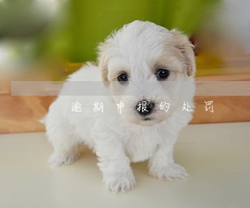 逾期申报的处罚 逾期申报的处罚