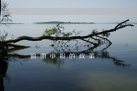 逾期申报的政策 逾期申报的政策