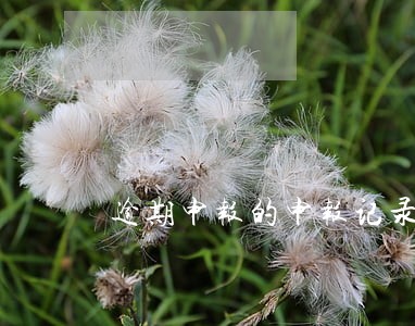 逾期申报的申报记录会标红显示 逾期申报的申报记录会标红显示