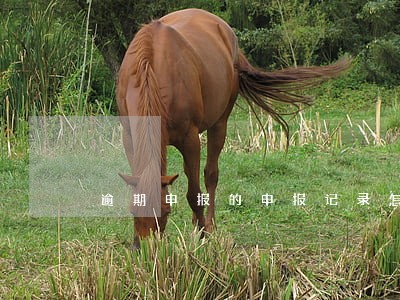 逾期申报的申报记录怎么办 逾期申报的申报记录怎么办