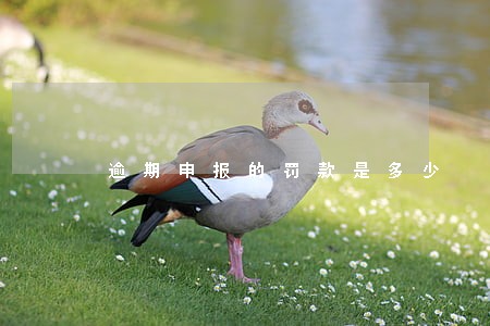 逾期申报的罚款是多少 逾期申报的罚款是多少