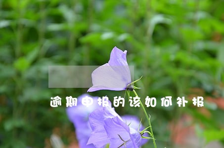 逾期申报的该如何补报 逾期申报的该如何补报