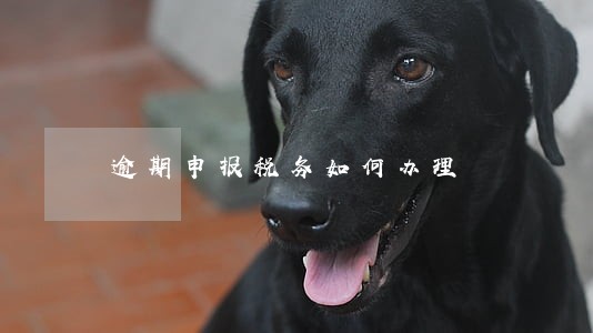 逾期申报税务如何办理 逾期申报税务如何办理