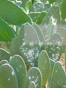 逾期申报税务机关发现之前