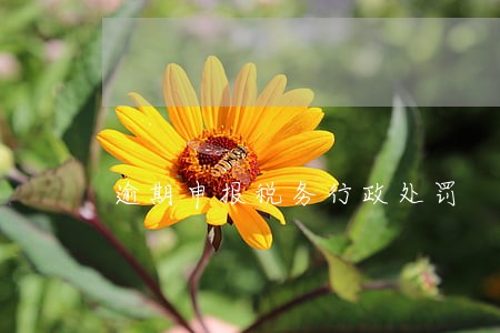 逾期申报税务行政处罚 逾期申报税务行政处罚