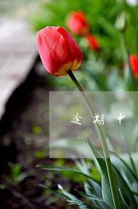 逾期申报税务需要什么资料