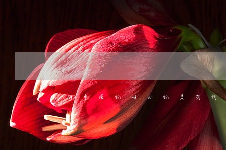 逾期申报税对办税员有何影响 逾期申报税对办税员有何影响