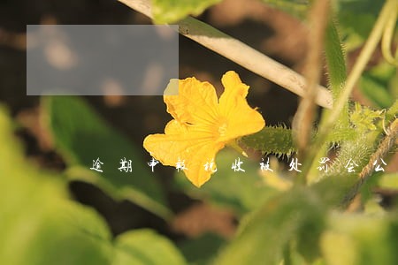 逾期申报税收被处罚会公示吗 逾期申报税收被处罚会公示吗