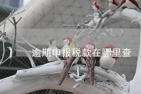 逾期申报税款在哪里查 逾期申报税款在哪里查