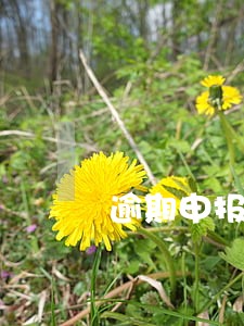 逾期申报税款处罚属于行为罚款 逾期申报税款处罚属于行为罚款