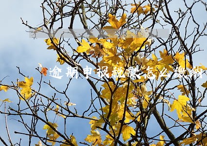 逾期申报税款怎么缴纳罚款 逾期申报税款怎么缴纳罚款