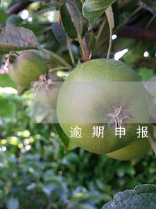 逾期申报税罚款是多少 逾期申报税罚款是多少