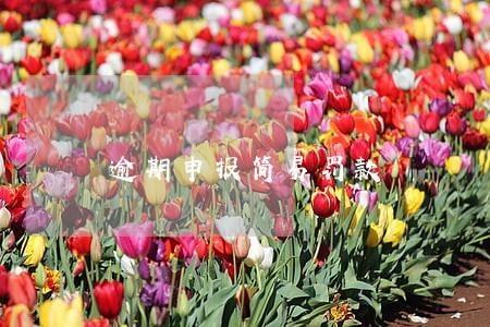 逾期申报简易罚款 逾期申报简易罚款