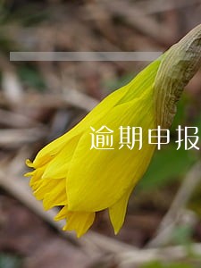逾期申报算严重违法吗 逾期申报算严重违法吗