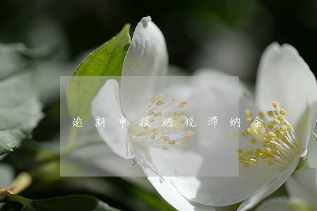 逾期申报纳税滞纳金 逾期申报纳税滞纳金