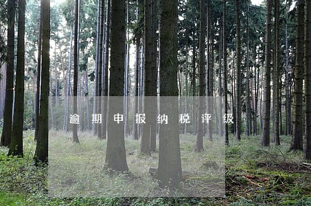逾期申报纳税评级 逾期申报纳税评级