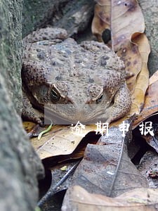 逾期申报缴纳税款 逾期申报缴纳税款