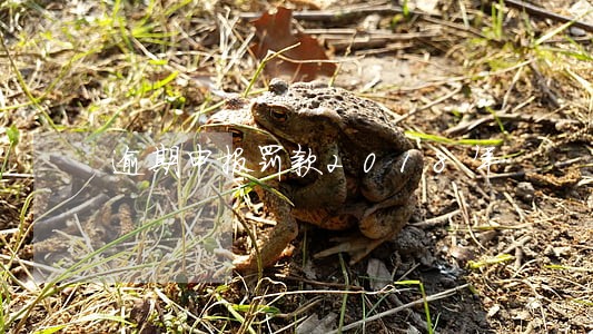 逾期申报罚款2018年