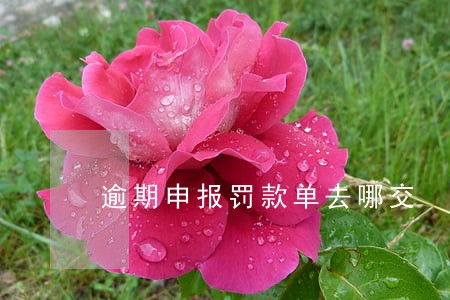 逾期申报罚款单去哪交 逾期申报罚款单去哪交