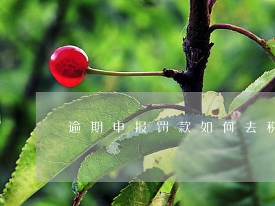 逾期申报罚款如何去税务局处理 逾期申报罚款如何去税务局处理