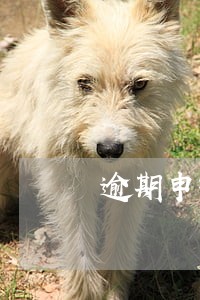 逾期申报罚款罚多少 逾期申报罚款罚多少