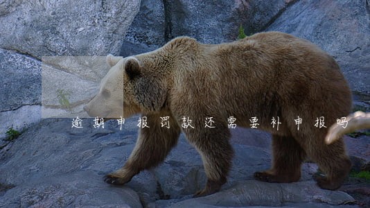 逾期申报罚款还需要补申报吗 逾期申报罚款还需要补申报吗